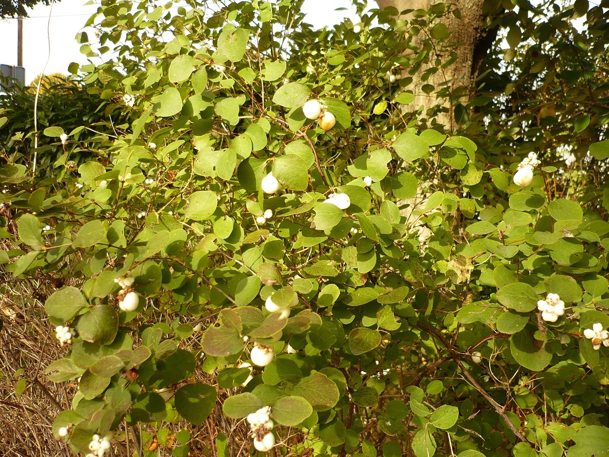 Symphoricarpos albus var. laevigatus (Caprifoliaceae)